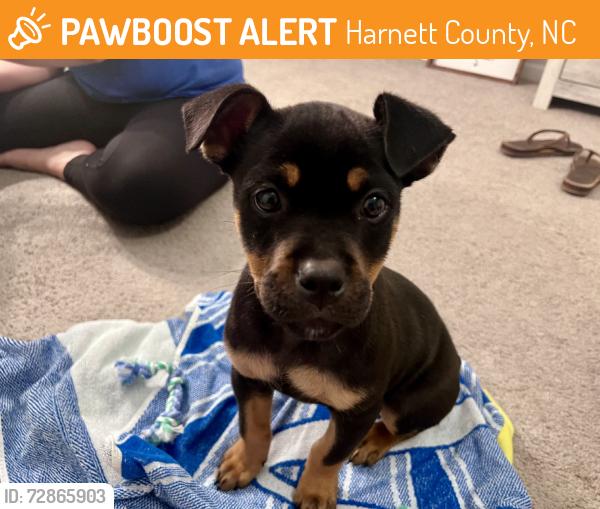 Found/Stray Female Dog last seen Nursery rd, Harnett County, NC 27546