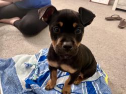 Found/Stray Female Dog last seen Nursery rd, Harnett County, NC 27546