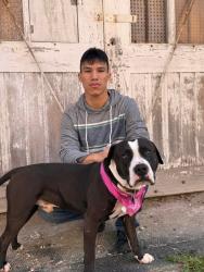 Lost Male Dog last seen Pasadena Road , Omaha, NE 68124