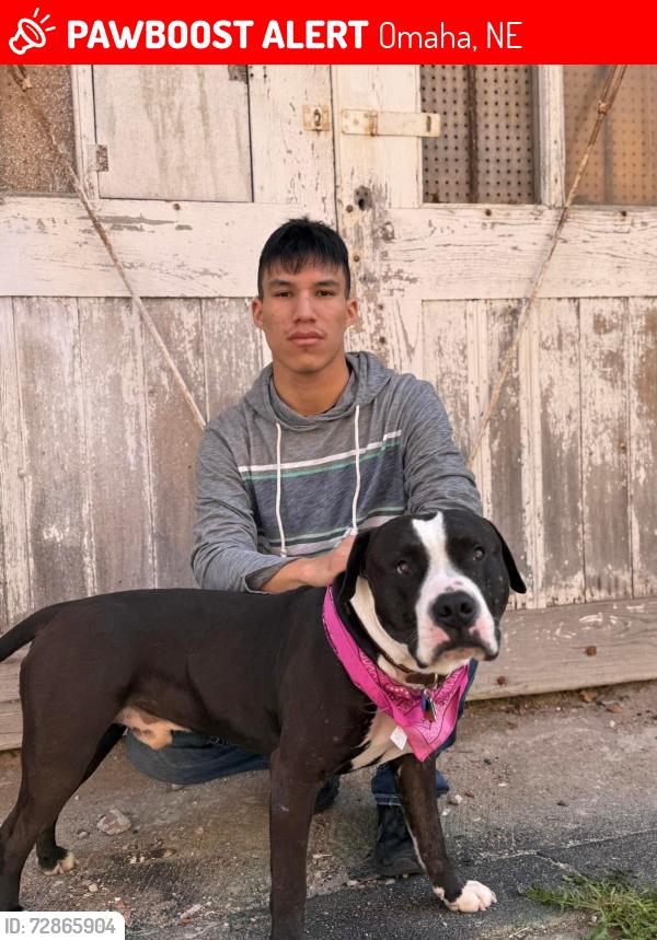 Lost Male Dog last seen Pasadena Road , Omaha, NE 68124