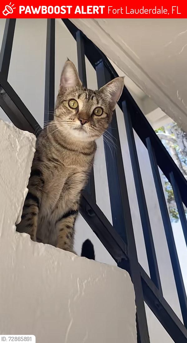 Lost Female Cat last seen Near E Commercial Blvd Fort Lauderdale, FL 33334 United States, Fort Lauderdale, FL 33334