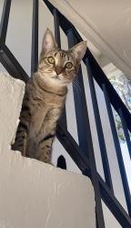 Lost Female Cat last seen Near E Commercial Blvd Fort Lauderdale, FL 33334 United States, Fort Lauderdale, FL 33334