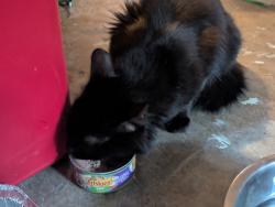 Found/Stray Unknown Cat last seen Found on Hunter trl., Chattanooga, TN 37415