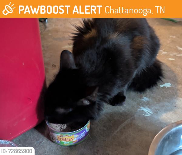 Found/Stray Unknown Cat last seen Found on Hunter trl., Chattanooga, TN 37415