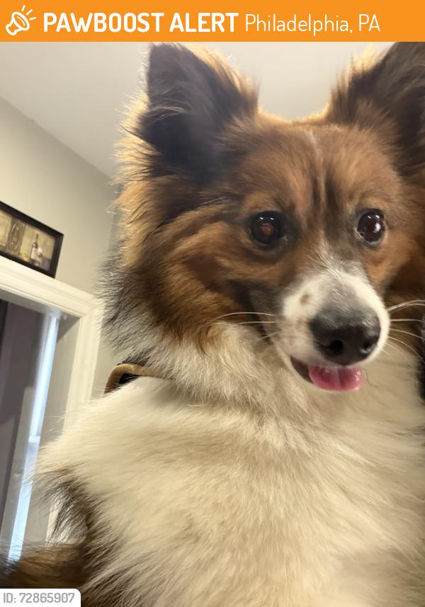 Found/Stray Female Dog last seen Near cedarhurst street, Philadelphia, PA 19143