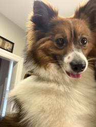 Found/Stray Female Dog last seen Near cedarhurst street, Philadelphia, PA 19143