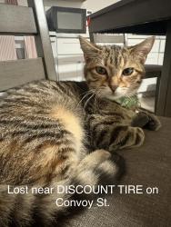 Lost Female Cat last seen Convoy Street near Discount Tire, San Diego, CA 92111