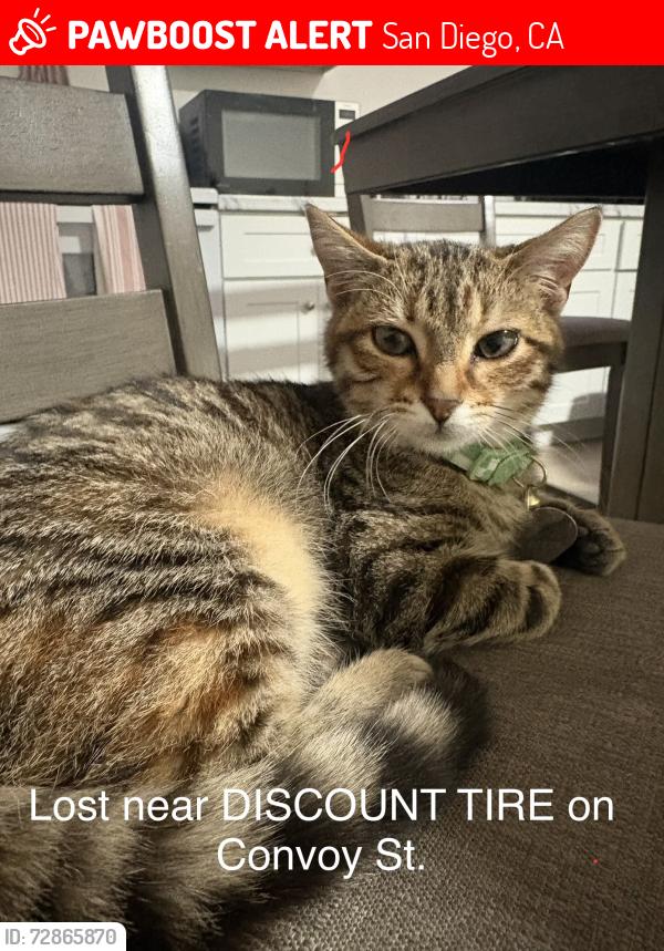 Lost Female Cat last seen Convoy Street near Discount Tire, San Diego, CA 92111