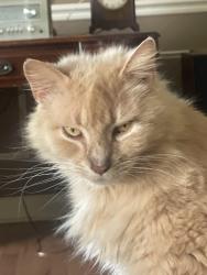 Reunited Male Cat last seen Valley and Timberbrook , Perrysburg, OH 43551