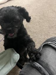 Reunited Male Dog last seen Good vets , Silver Spring, MD 20910