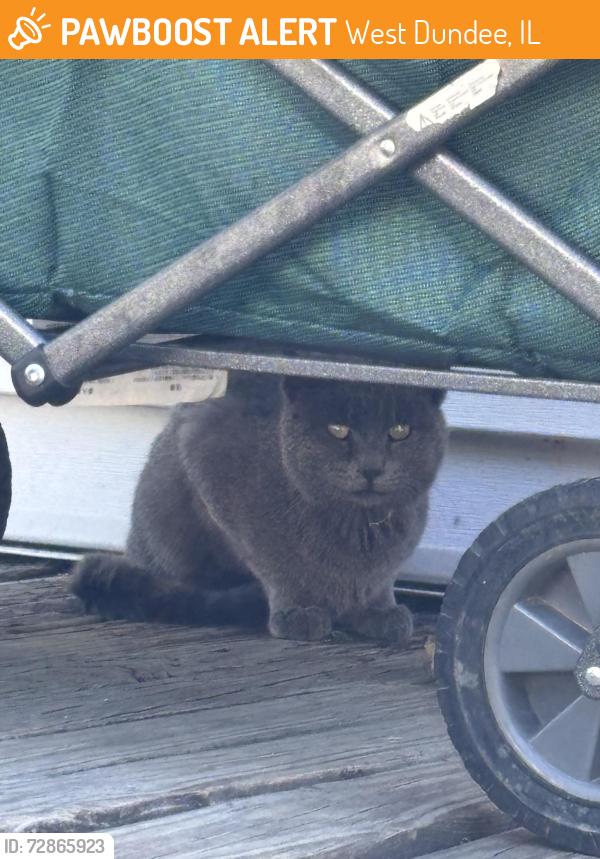 Found/Stray Unknown Cat last seen Near Washington st west Dundee , West Dundee, IL 60118