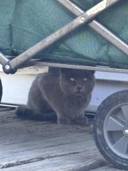 Found/Stray Unknown Cat last seen Near Washington st west Dundee , West Dundee, IL 60118