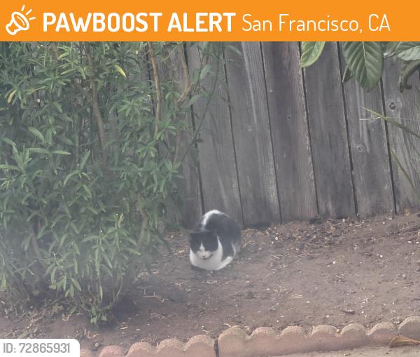 Found/Stray Unknown Cat last seen 18th Ave & Ulloa , San Francisco, CA 94116