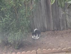 Found/Stray Unknown Cat last seen 18th Ave & Ulloa , San Francisco, CA 94116