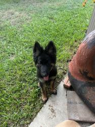 Found/Stray Male Dog last seen Meadowland and Old Cimmaron Trail, Universal City, TX 78148