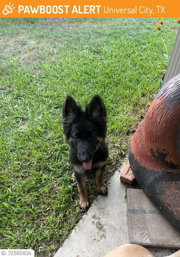 Found/Stray Male Dog last seen Meadowland and Old Cimmaron Trail, Universal City, TX 78148