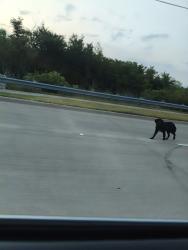 Found/Stray Unknown Dog last seen Near McCart Avenue, Crowley, TX 76036, Crowley, TX 76036