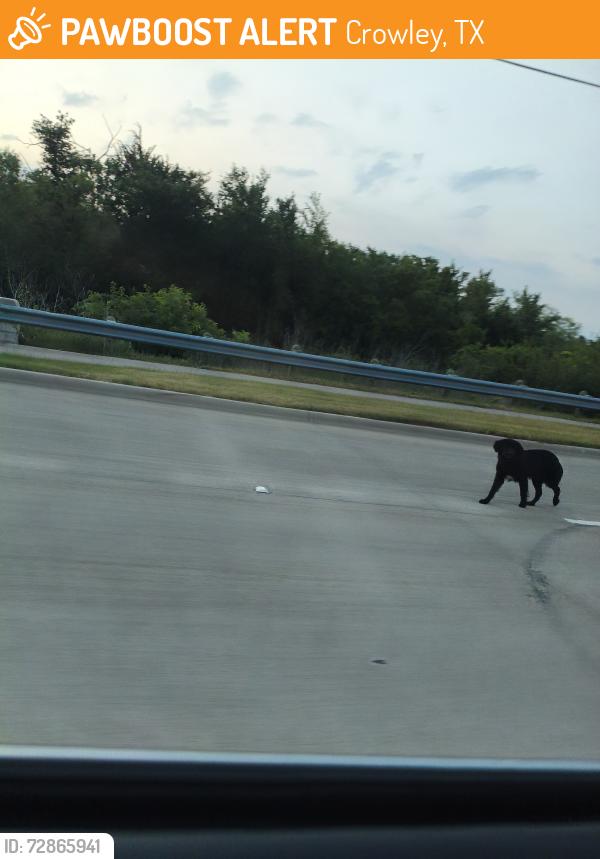 Found/Stray Unknown Dog last seen Near McCart Avenue, Crowley, TX 76036, Crowley, TX 76036