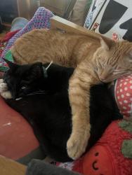 Lost Male Cat last seen Temple Coffee, Sacramento, CA 95816