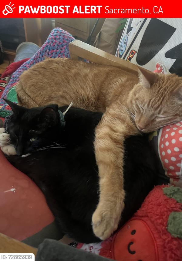 Lost Male Cat last seen Temple Coffee, Sacramento, CA 95816