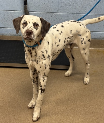 Shelter Stray Male Dog last seen Near Wedgefield Cir Decatur, 30035, 30035, GA, Atlanta, GA 30341