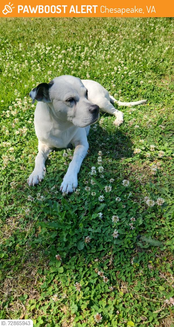 Found/Stray Female Dog last seen Keaton Way/Airline Blvd, Chesapeake, VA 23321