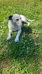 Found/Stray Female Dog last seen Keaton Way/Airline Blvd, Chesapeake, VA 23321