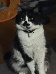 Lost Male Cat last seen Llancayo Park / Street Bargoed, Caerphilly County Borough, Wales CF81 8TS