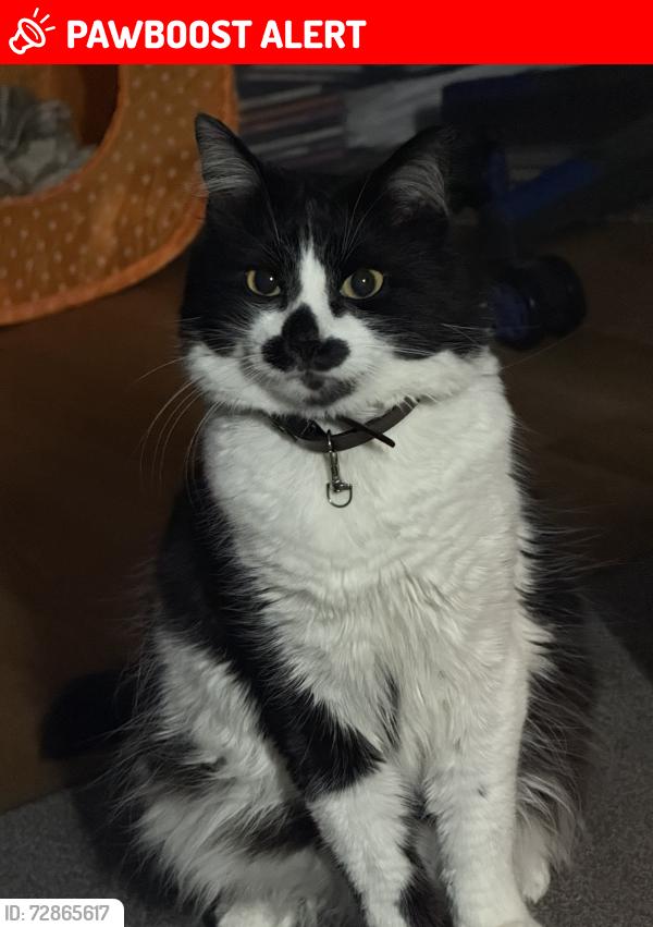 Lost Male Cat last seen Llancayo Park / Street Bargoed, Caerphilly County Borough, Wales CF81 8TS