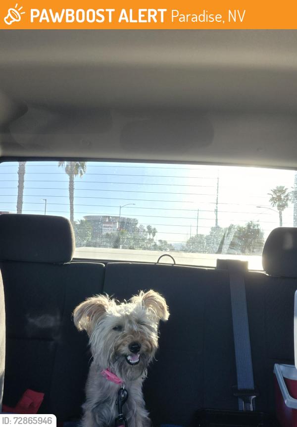 Found/Stray Female Dog last seen Tropicana and maryland parkway, Paradise, NV 89119
