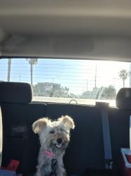 Found/Stray Female Dog last seen Tropicana and maryland parkway, Paradise, NV 89119