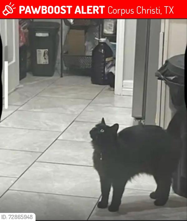 Lost Male Cat last seen Williams dr ,,gulf way manor , Melissa st area , Corpus Christi, TX 78412