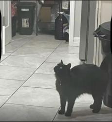 Lost Male Cat last seen Williams dr ,,gulf way manor , Melissa st area , Corpus Christi, TX 78412