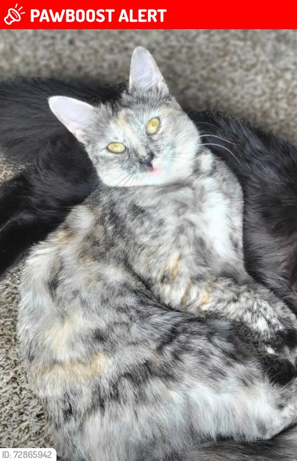 Lost Female Cat last seen Pearl wood ests apmts, Inver Grove Heights, MN 55077