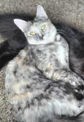 Lost Female Cat last seen Pearl wood ests apmts, Inver Grove Heights, MN 55077