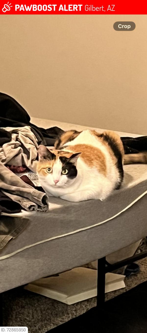 Lost Female Cat last seen Near E Baseline Rd Apt 1110 Gilbert AZ 85234, Gilbert, AZ 85234