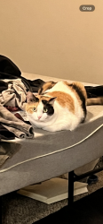 Lost Female Cat last seen Near E Baseline Rd Apt 1110 Gilbert AZ 85234, Gilbert, AZ 85234