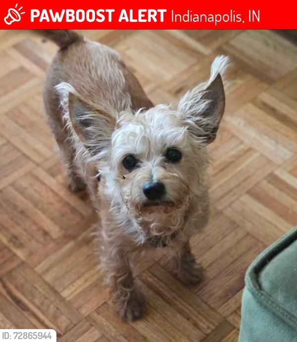 Lost Female Dog last seen 46th st & Raceway Rd , Indianapolis, IN 46234