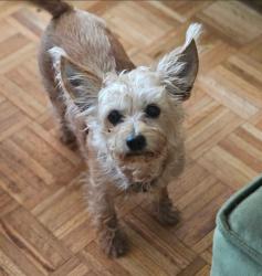 Lost Female Dog last seen 46th st & Raceway Rd , Indianapolis, IN 46234