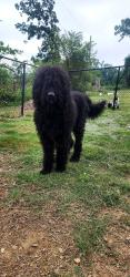 Found/Stray Male Dog last seen Green Mountain Dr. LR, AR 72211, Little Rock, AR 72211