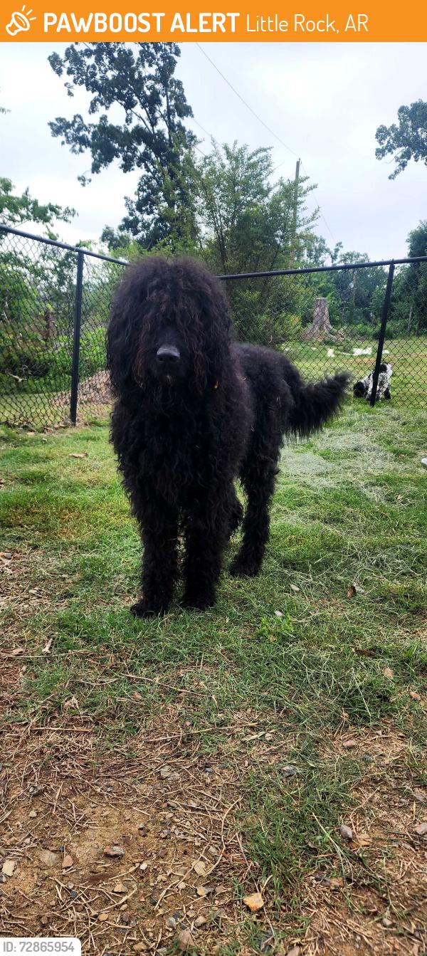 Found/Stray Male Dog last seen Green Mountain Dr. LR, AR 72211, Little Rock, AR 72211