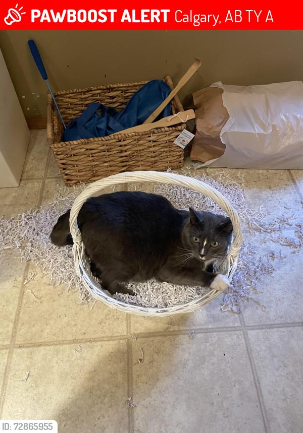 Lost Male Cat last seen somerglen common street, Calgary, AB T2Y 4A2