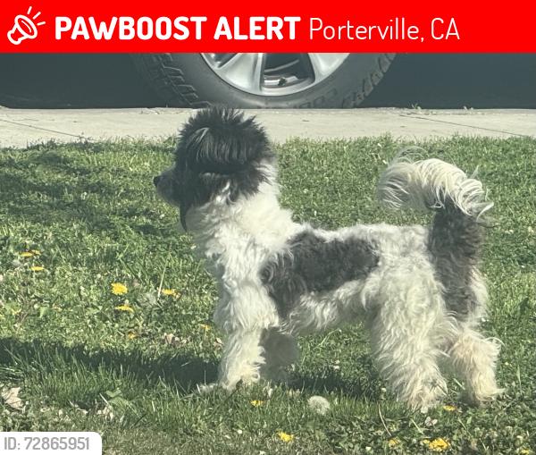 Lost Male Dog last seen Green acres dr. And Alice, Porterville, CA 93257