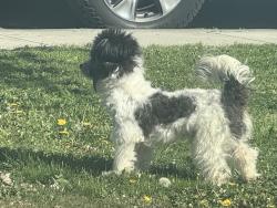 Lost Male Dog last seen Green acres dr. And Alice, Porterville, CA 93257
