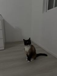 Lost Male Cat last seen w franklin st salisbury 28114, Salisbury, NC 28144