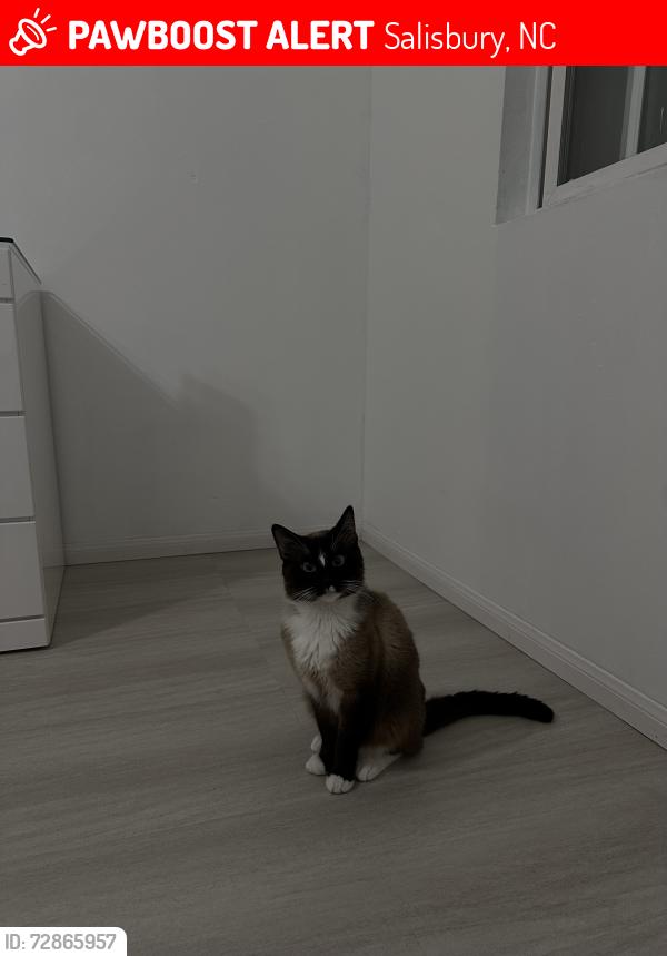 Lost Male Cat last seen w franklin st salisbury 28114, Salisbury, NC 28144