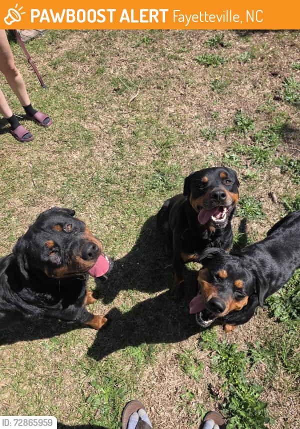 Found/Stray Unknown Dog last seen Cliffdale, Fayetteville, NC 28314