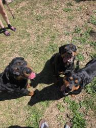 Found/Stray Unknown Dog last seen Cliffdale, Fayetteville, NC 28314