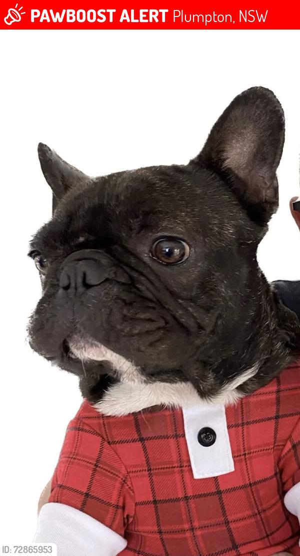 Lost Male Dog last seen Welwyn st , hebersham school and park , Plumpton, NSW 2761