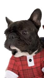 Lost Male Dog last seen Welwyn st , hebersham school and park , Plumpton, NSW 2761